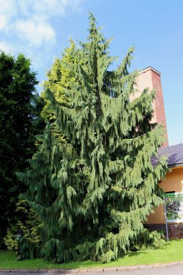 Chamaecyparis nootkatensis 'Pendula' - cypřišek nutkajský - celek